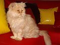 Click image for larger version

Name:	ALIM2230.JPG
Views:	151
Size:	51.4 Килобайта
ID:	2263065