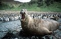 Click image for larger version

Name:	bull-elephant-seal-on-macquarie-island.jpg
Views:	114
Size:	73.1 Килобайта
ID:	2290394