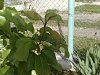 Click image for larger version

Name:	170520131125.jpg
Views:	150
Size:	92.7 Килобайта
ID:	2327393