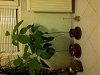 Click image for larger version

Name:	Sofiya-20110922-00331.jpg
Views:	373
Size:	96.7 Килобайта
ID:	2389214